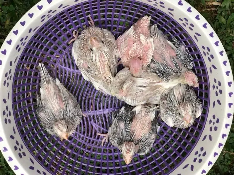 Cockatiel Birds