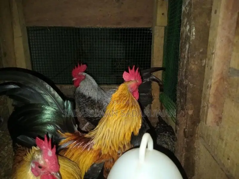 Oeg Bantam Rooster