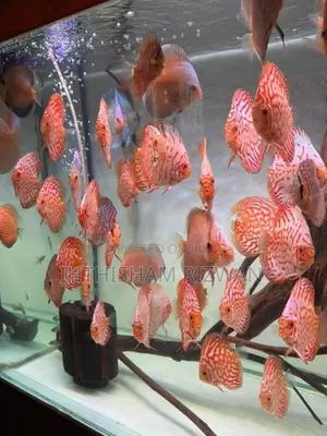 Discus Fish