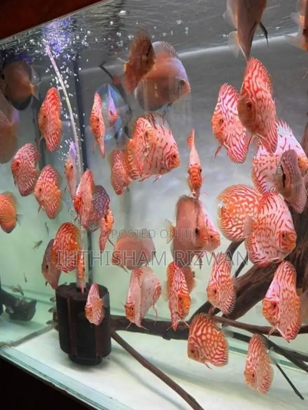Discus Fish