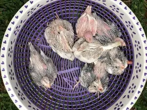 Cockatiel Birds