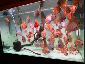 Discus Fish