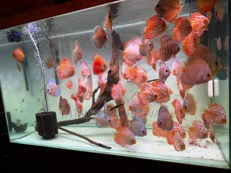 Discus Fish
