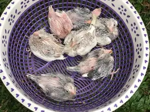 Cockatiel Birds
