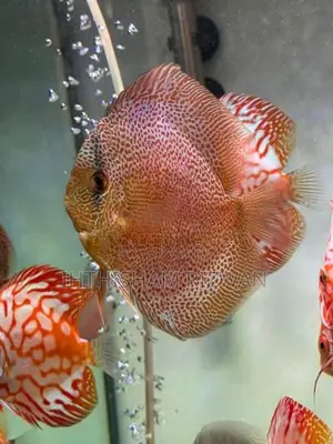 Discus Fish