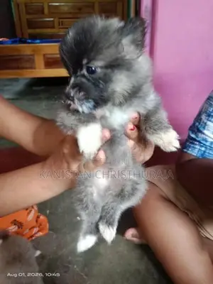 Lion Pomeranian Dog