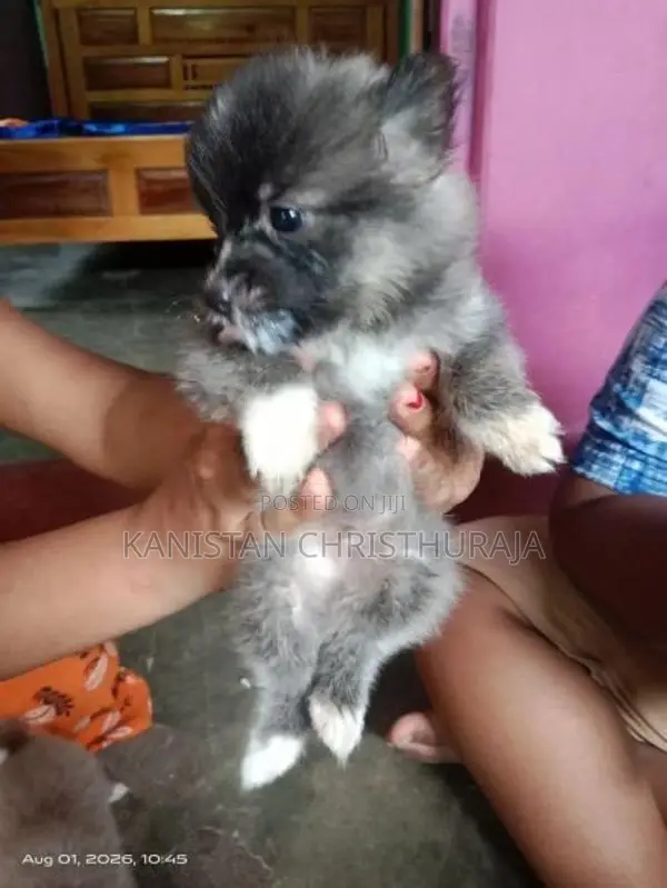 Lion Pomeranian Dog