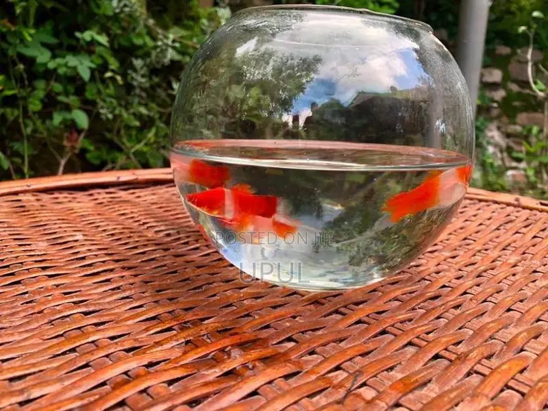 Kohaku Swordtail Fish