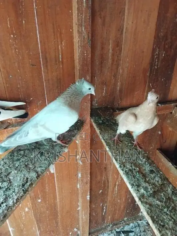 Pigeons