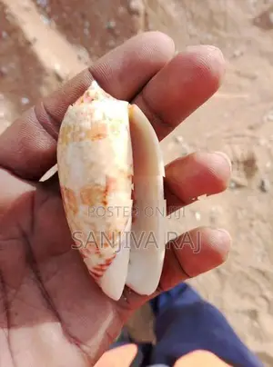 Seashells