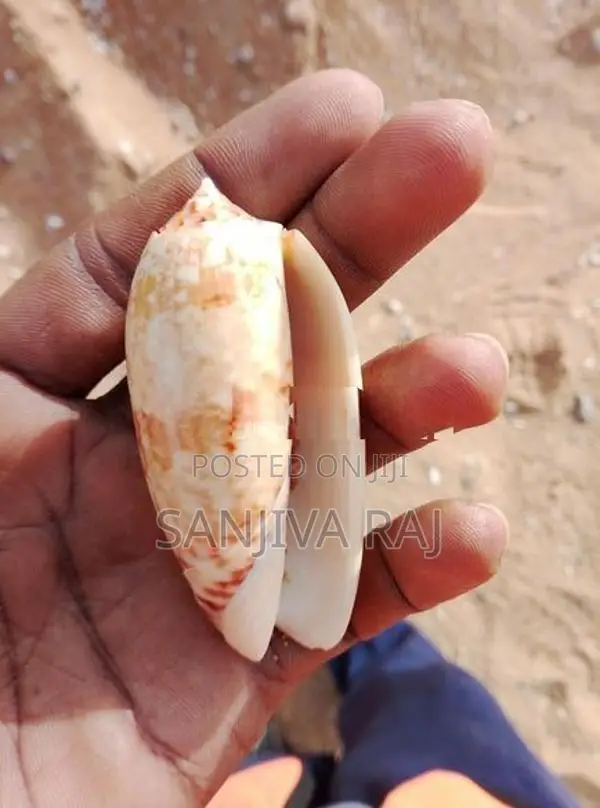 Seashells