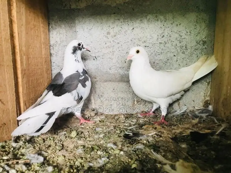 Pigeons