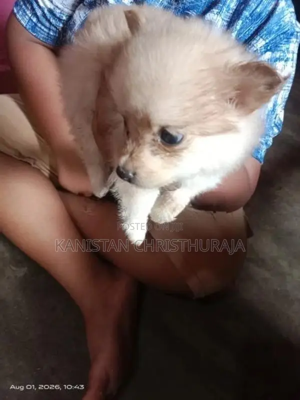 Lion Pomeranian Dog