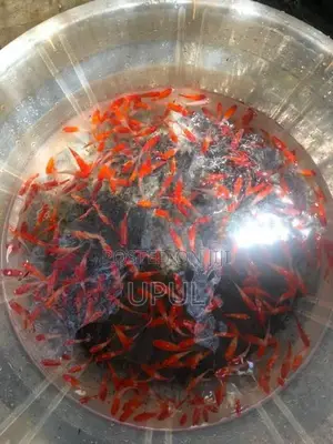Kohaku Swordtail Fish