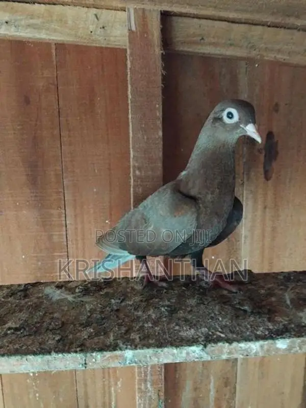 Pigeons
