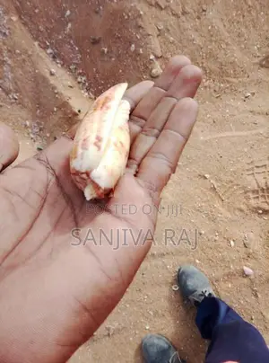 Seashells