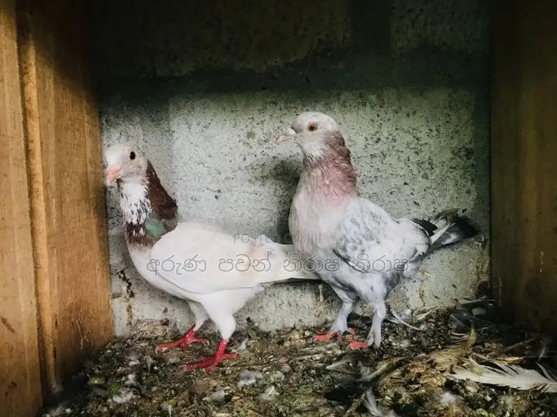 Pigeons
