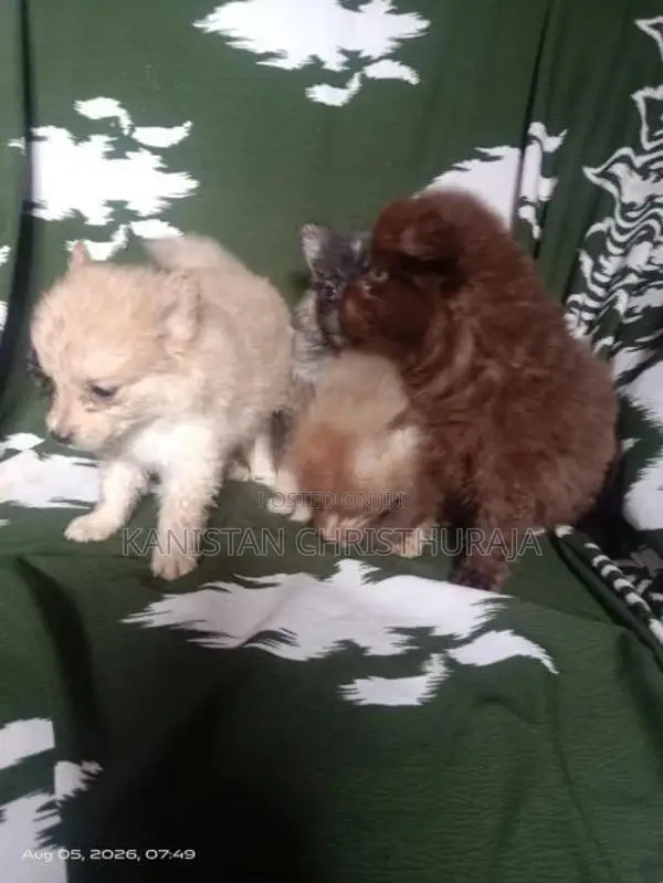 Lion Pomeranian Dog