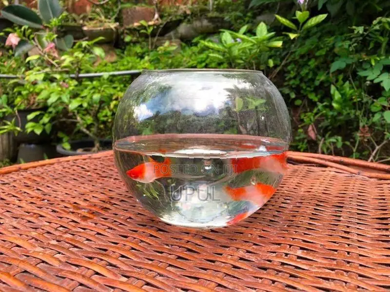 Kohaku Swordtail Fish