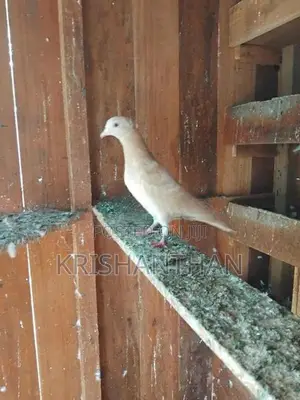 Pigeons