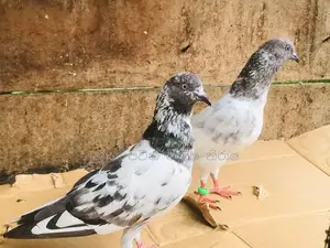 Pigeons