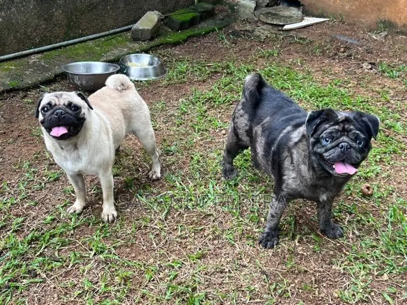 Pug Female Dog
