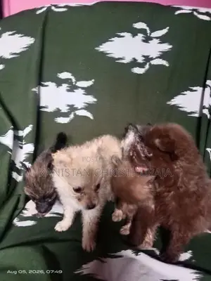 Lion Pomeranian Dog