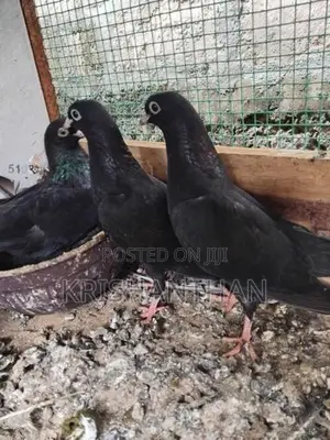 Pigeons