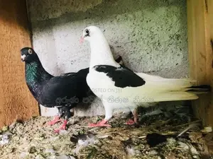 Pigeons