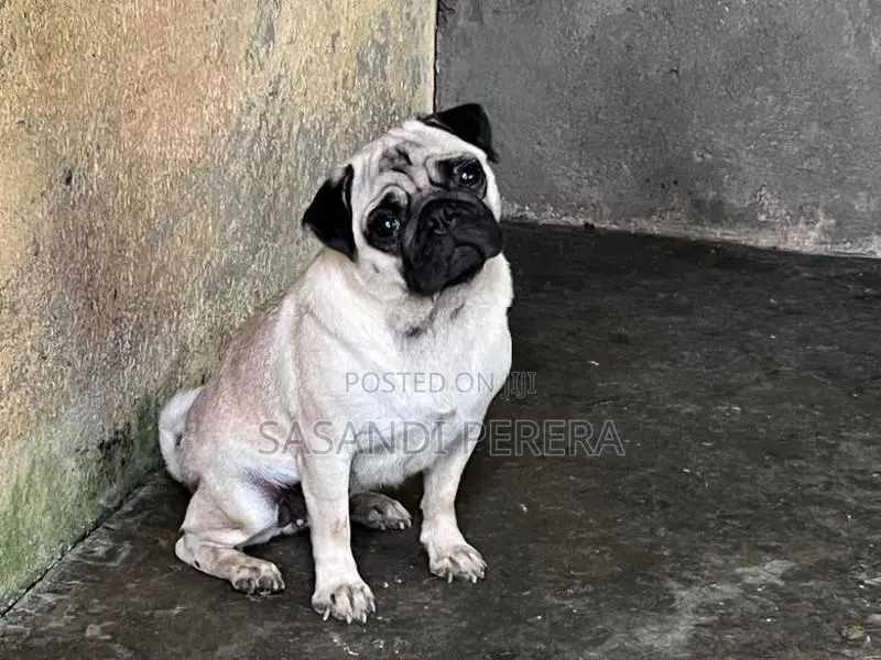 Pug Female Dog