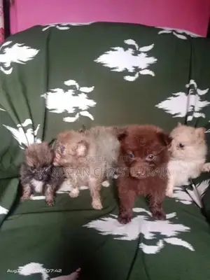 Lion Pomeranian Dog