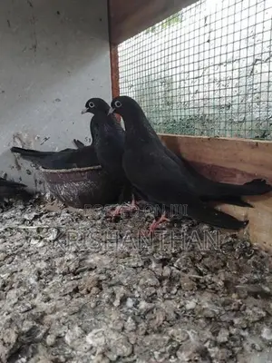 Pigeons