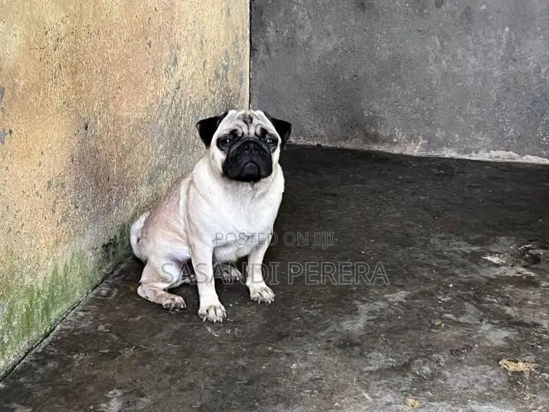 Pug Female Dog
