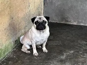 Pug Female Dog