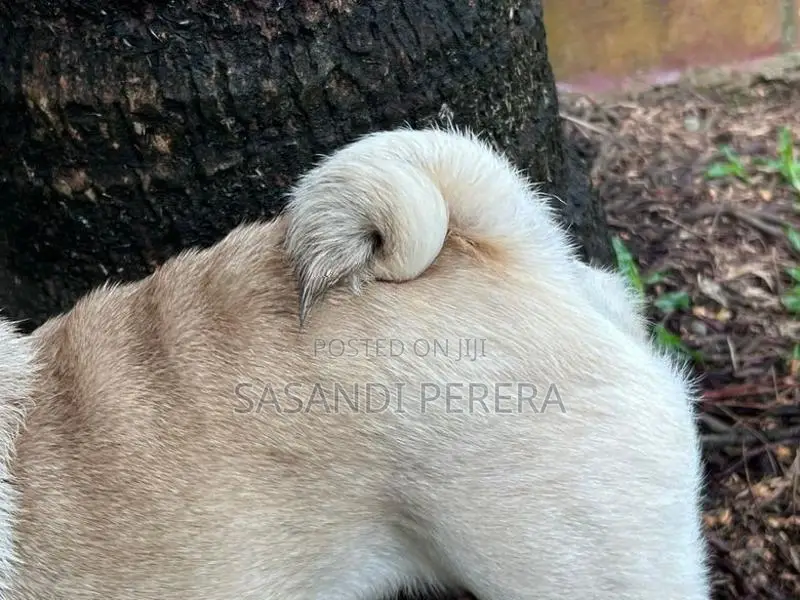 Pug Female Dog
