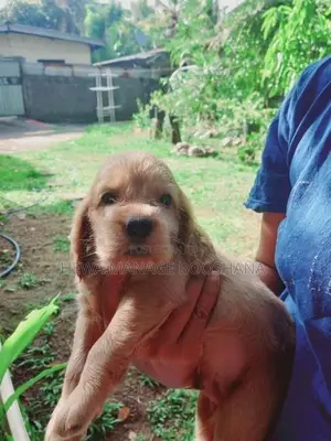 English Cocker Spaniel Puppies