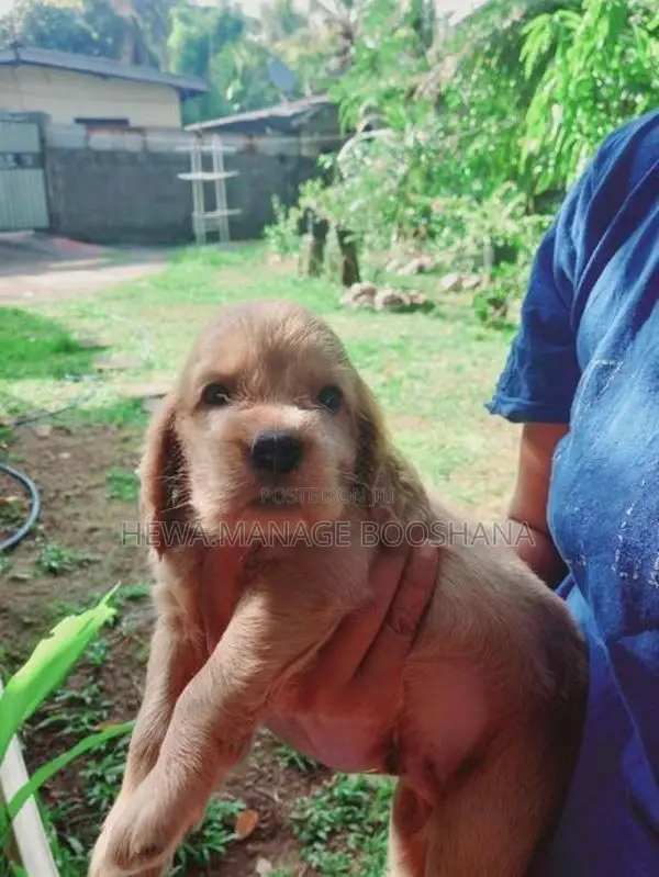 English Cocker Spaniel Puppies
