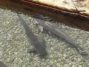 Catfish
