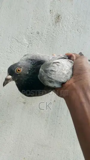 Pigeons