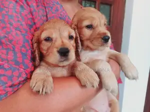 English Cocker Spaniel Puppies