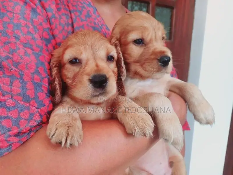 English Cocker Spaniel Puppies