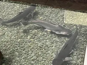 Catfish