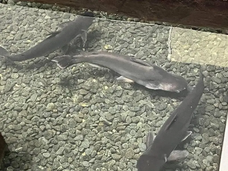 Catfish