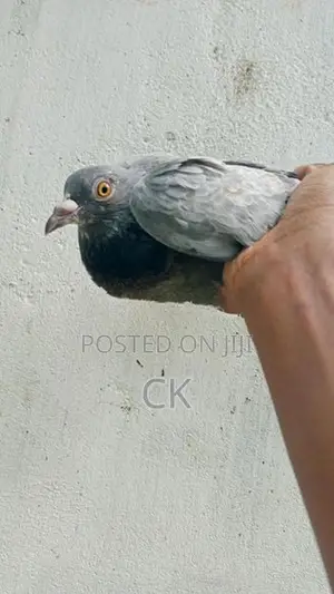 Pigeons