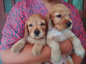 English Cocker Spaniel Puppies