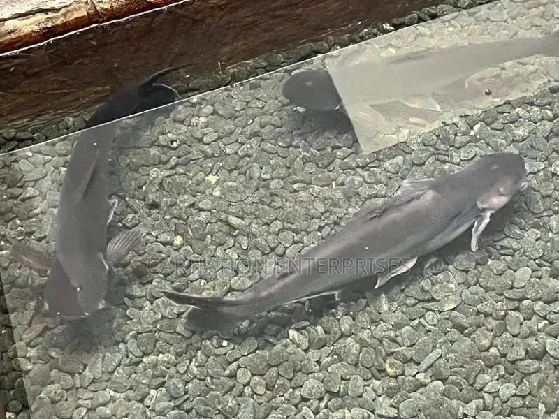 Catfish