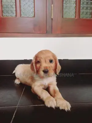 English Cocker Spaniel Puppies