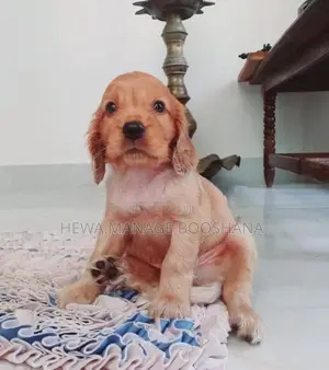 English Cocker Spaniel Puppies