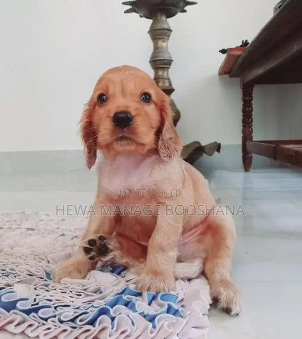English Cocker Spaniel Puppies