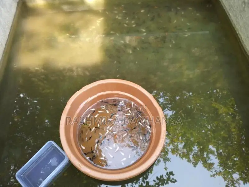 Balloon Molly Fish